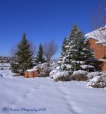 Snowy Trees 12-26-2016.jpg