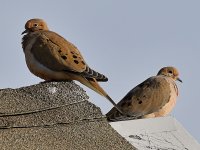 Doves.jpg