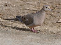 Doves3.jpg