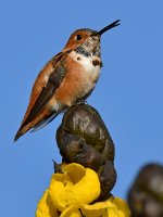 Hummer3.jpg