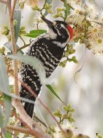 NuttalsWoodpecker5.jpg