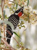 NuttalsWoodpecker6.jpg