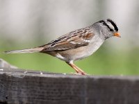 Sparrow4.jpg