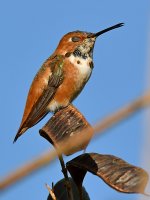 Hummer.jpg