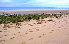 Tide Pool 12-28-2016.jpg