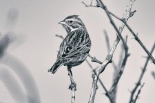 1-4-17-cr__D7K5229.jpg