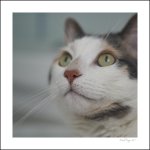 nosy.jpg