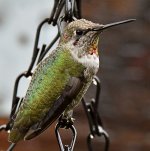Hummer2.jpg