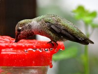 Hummer9.jpg