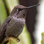 Hummer7.jpg