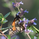 Monarch2.jpg