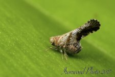 DSC_3243.jpg