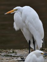 Egret2.jpg