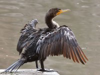 Cormorant4.jpg