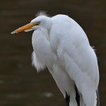 Egret3.jpg
