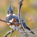 Woodpecker2.jpg