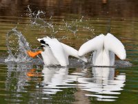 Pelicans2.jpg