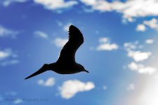 Gull_4887web.jpg