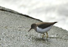 ROY_8430.JPG