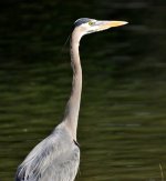 ROY_8550.JPG