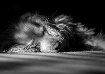 sampleLottieBWscaled50_DSC4547.jpg