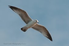 gull_4916-WEB.jpg