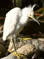 Egret.jpg