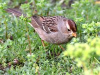Sparrow3.jpg