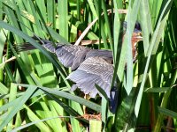 GreenHeron2.jpg