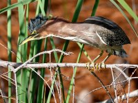 GreenHeron3.jpg