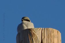 1-8-17-cr__D7K5305.jpg