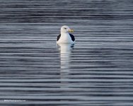 P1010007-2.jpg