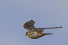 1-9-17-cr__D7K5309.jpg