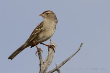 1-9-17-cr__D7K5323.jpg