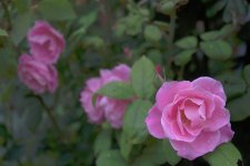 DSC_0694_lzn.jpg DSC_0694_lzn.jpg