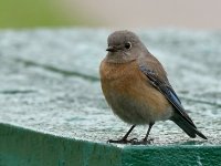Bluebird.jpg