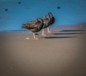 DSC_0287-L.jpg