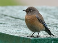 Bluebird2.jpg