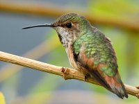 Hummer5.jpg