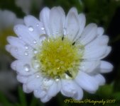 Tiny White Daisy 1-10-2017.jpg