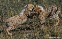 cheetah cubs et.JPG