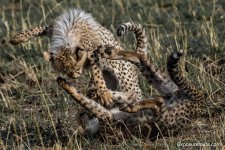 cheetah cubs at play et.JPG