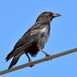 Crow.jpg