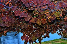 DSC_5922.jpg