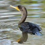 Cormorant.jpg