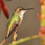 Hummer3.jpg