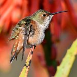 Hummer6.jpg