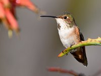 Hummer13.jpg