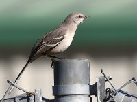 Mockingbird2.jpg