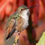 Hummer11.jpg